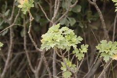 Pelargonium ribifolium