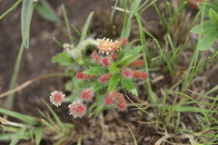 Acalypha glandulifolia