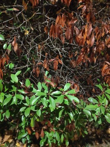 Photinia serrulata, photographed by an iNaturalist contributor