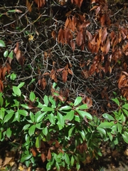 Photinia serrulata