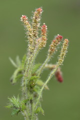 Acalypha glandulifolia
