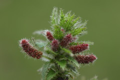 Acalypha glandulifolia