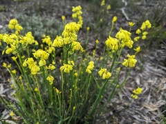 Glischrocaryon behrii