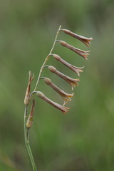 Dipcadi marlothii