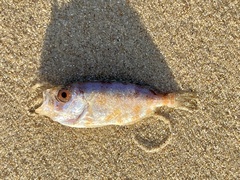Heteropriacanthus