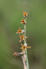 Dipcadi marlothii
