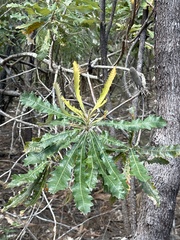 Banksia dentata