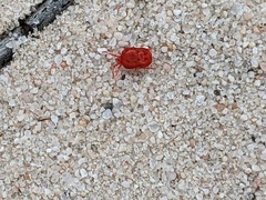 Trombidioidea