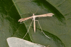 Stenoptilia zophodactylus