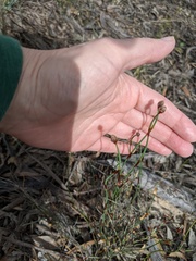 Lepidobolus drapetocoleus