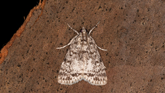 Phenacodes aleuropa