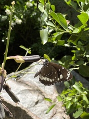 Euploea core corinna