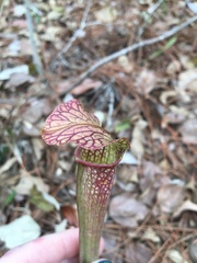 Sarracenia