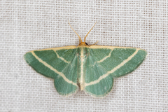 Mixocera latilineata