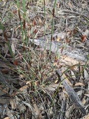 Lepidobolus drapetocoleus