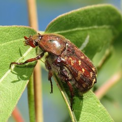 Euphoria leucographa