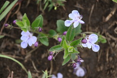 Rotheca hirsuta