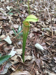 Sarracenia