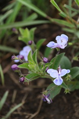 Rotheca hirsuta