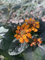 Lantana camara