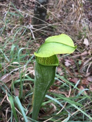 Sarracenia