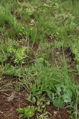 Senecio oxyriifolius