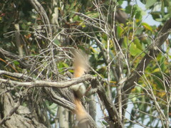 Gliciphila melanops