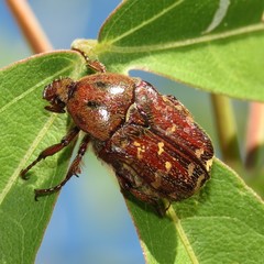 Euphoria leucographa