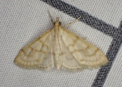 Paracorsia repandalis