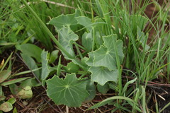 Senecio oxyriifolius