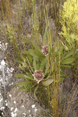 Protea lorifolia