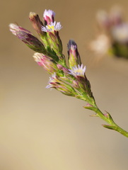 Symphyotrichum subulatum squamatum