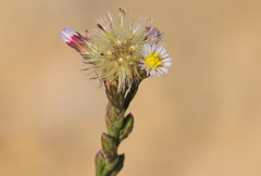 Symphyotrichum subulatum squamatum