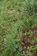 Senecio oxyriifolius