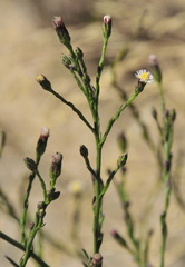 Symphyotrichum subulatum squamatum