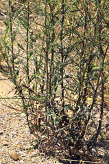 Symphyotrichum subulatum squamatum