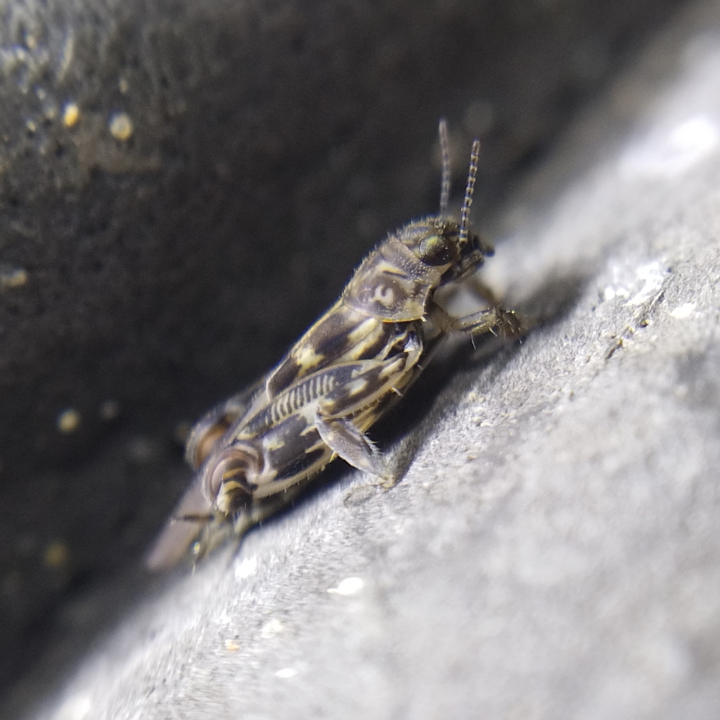 Ellipes wagneri