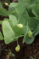 Basananthe sandersonii