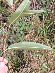 Salix alba