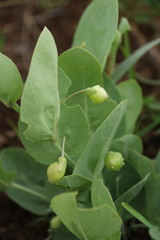 Basananthe sandersonii