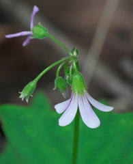 Oxalis triangularis