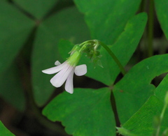 Oxalis triangularis