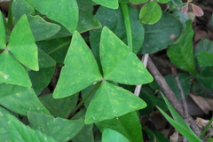 Oxalis triangularis