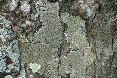 Pleurosticta acetabulum