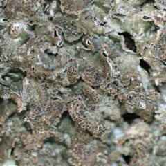 Pleurosticta acetabulum