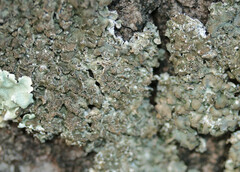 Pleurosticta acetabulum