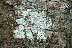 Pertusaria hymenea