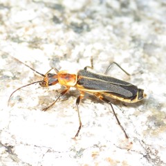 Chauliognathus obscurus