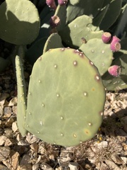 Opuntia orbiculata