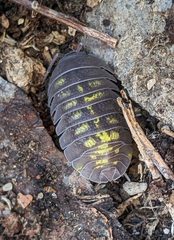 Armadillidium granulatum